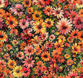 Earthly Delights Daises