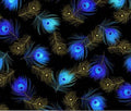 TT Black Blue Metallic Peacock
